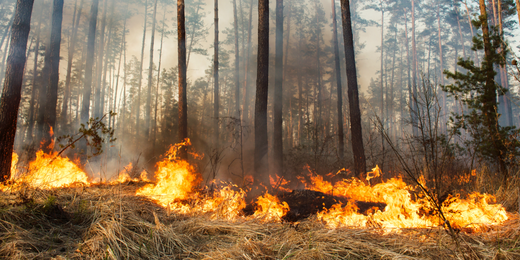 Natuurrampen in Australië: een gids voor backpackers om veilig en gezond te blijven