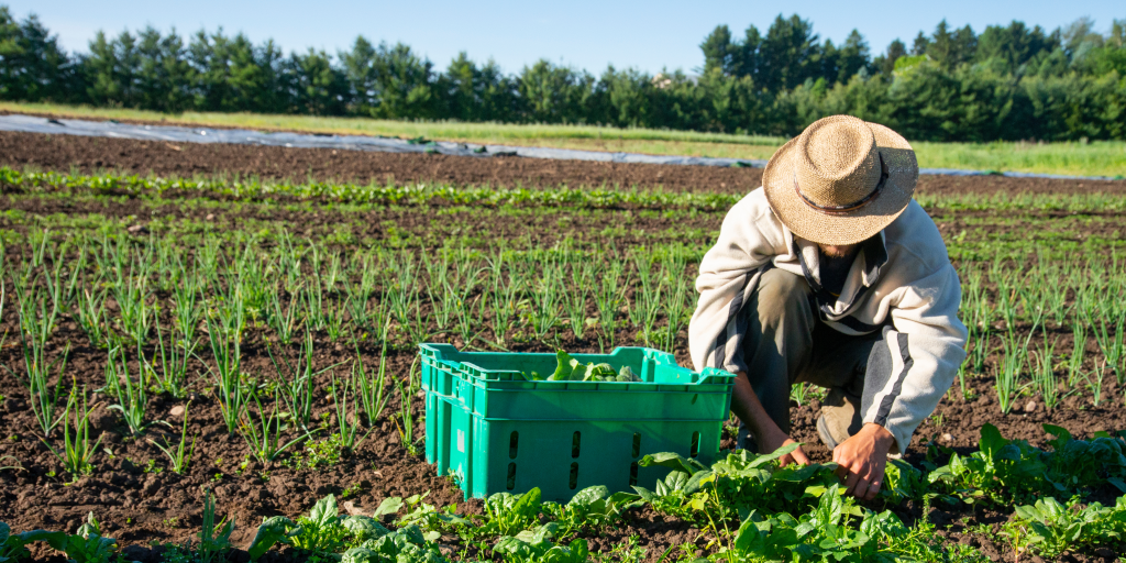 88-dagen werk in Australië: de belangrijke stap in het verlengen van je&nbsp;visum